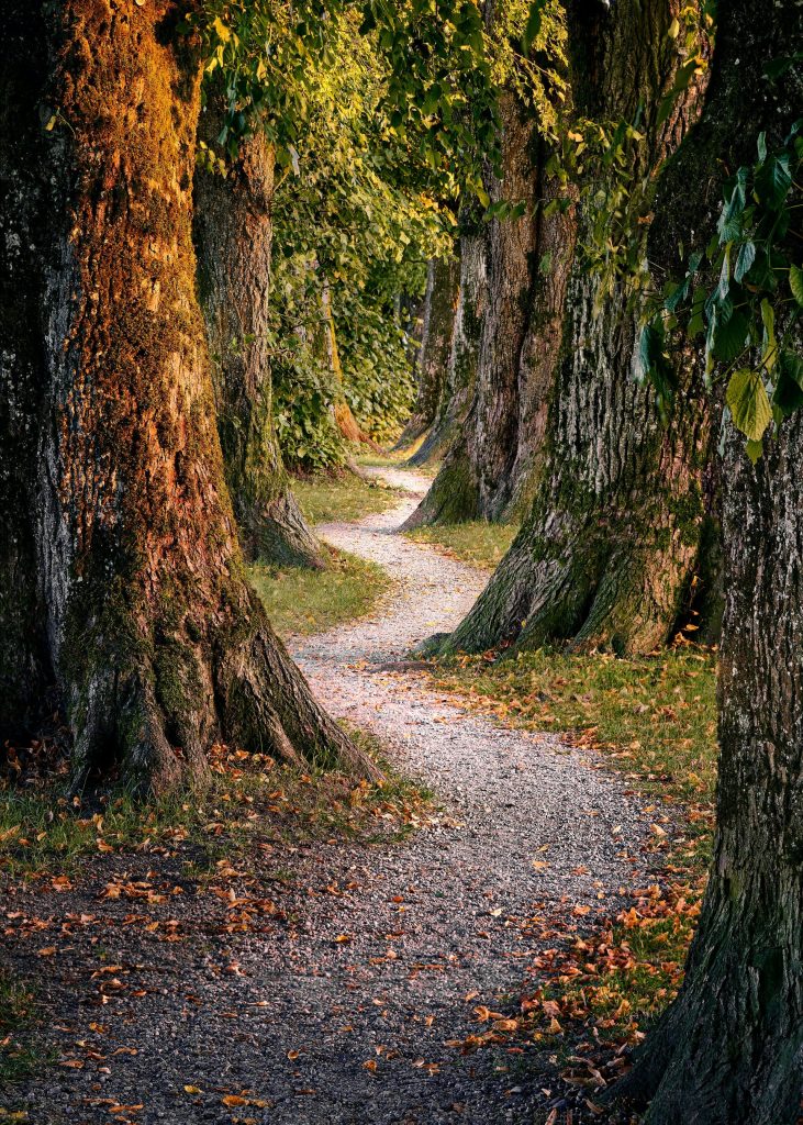 Weg zwischen Bäumen im Park
