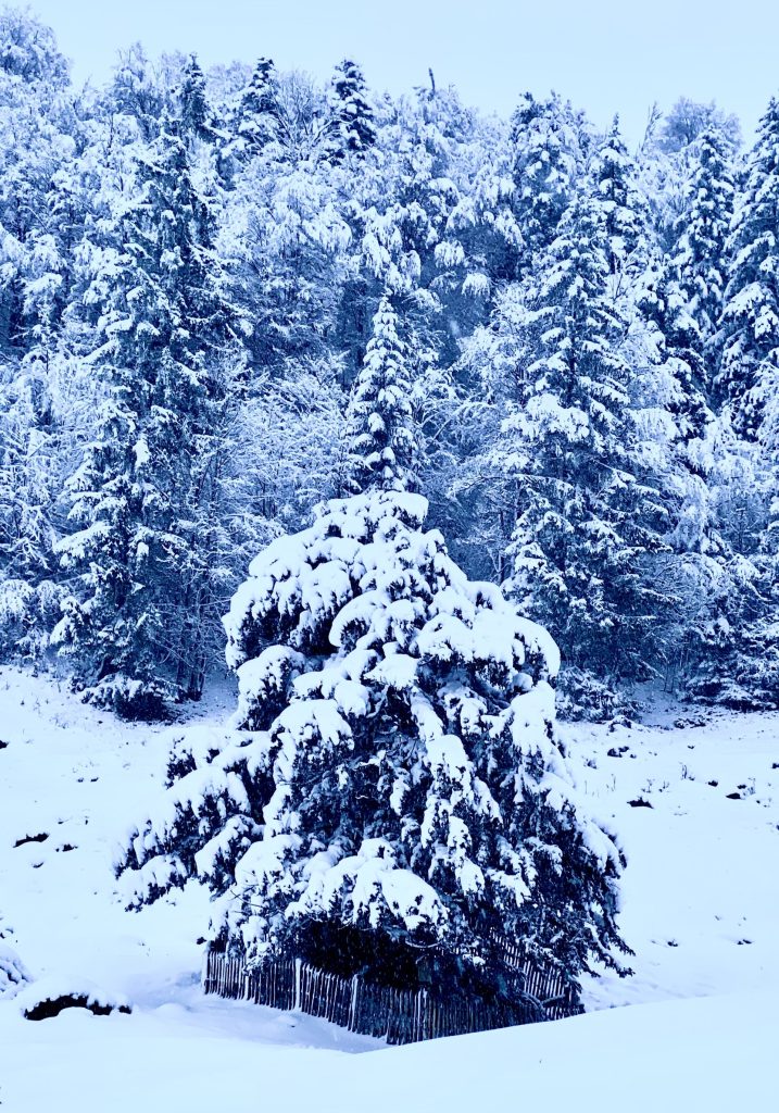 Verschneite Bäume im Winter